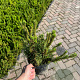 Pinus mugo pumilio 20-25 cm 3,0L