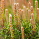 Pinus mugo pumilio 20-25 cm 3,0L