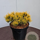 Pinus mugo 'Winter Gold' 25-30 cm 7,5L