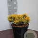 Pinus mugo 'Winter Gold' 25-30 cm 7,5L