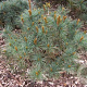 Pinus pumila 'Draijer's Dwarf' 30-40 cm 5,0L