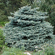 Picea pungens 'Montgomery' 30-40 cm 10L