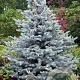 Picea pungens 'Bizon Blue' 20-25 cm 5,0L