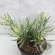Podocarpus macrophyllus 'Variegata' 20-25 cm 3,0L