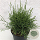 Thuja occidentalis 'Little Filly' 30-40 cm 7,5L