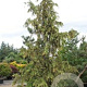 Xanthocyparis nootkatensis 'Gloria Palonica' 100-120 cm 7,5L