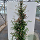 Abelia grandiflora 150-175 cm 20L met stok