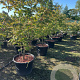 Acer japonicum 'Aconitifolium' 150-175 cm cont. 80L