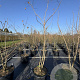 Koelreuteria paniculata 175-200 cm 50L