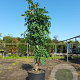 Maackia amurensis 100-125 cm 20L