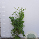 Maackia amurensis 100-125 cm 20L