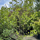 Magnolia soulangeana 150-175 cm 20L