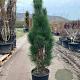 Pinus nigra 'Green Tower' 80-100 cm 20L
