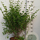 Syringa meyeri 'Palibin' 80-100 cm 20L