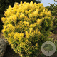 Cephalotaxus h. 'Korean Gold' 30-40 cm 3,0L