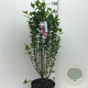 Hibiscus syr. 'Ardens' 60-80 cm 7,5L