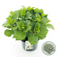 Hydrangea macrophylla 30-40 cm 5,0L