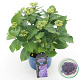 Hydrangea m. Curly Sparkle 30-40 cm 5,0L paars