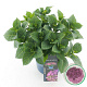 Hydrangea m. 'Ningbo' 25-30 cm 3,5L