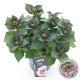 Hydrangea m. 'Tiffany' 25-30 cm 3,5L