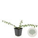 Cotoneaster radicans 'Eichholz' GM P9