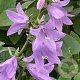Adenophora 'Gaudi Violet' GM P9