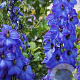 Delphinium 'Finsteraarhorn' GM  P11