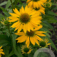 Echinacea 'Leilani' GM P9