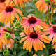 Echinacea Rainbow Marcella GM P9