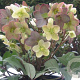 Helleborus n. 'Candy Love' GM  P11