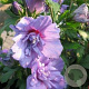 Hibiscus syr. Blue Chiffon 60-70 cm 10L
