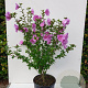 Hibiscus syr. Lavender Chiffon 60-70 cm 10L