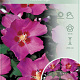 Hibiscus syr. 'Woodbridge' 120 cm stam 10L