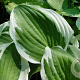 Hosta 'Minuteman' GM P9