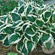 Hosta 'Minuteman' GM P9