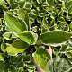 Hosta 'Minuteman' GM P9