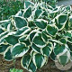 Hosta 'Minuteman' GM P9