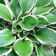 Hosta 'Minuteman' GM P9