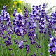 Lavandula ang. 'Contrast' GM P9