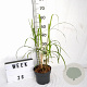 Miscanthus s. 'Memory' 30-40 cm 3,0L