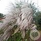 Miscanthus s. 'Memory' 30-40 cm 3,0L
