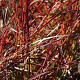 Miscanthus sin. 'Ruby Cute' GM P9