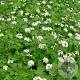 Phyla nodiflora 'Summer Pearls' GM P9