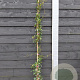 Trachelospermum j. 'Pink Showers' 150-175 cm vierkant rond 5,5L