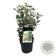 Elaeagnus ebb. 'Compacta' 50-60 cm 6L