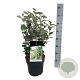 Elaeagnus ebb. 'Compacta' 50-60 cm 6L