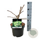 Ginkgo bil. 'Mariken' 30-40 cm 4,5L