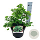 Ginkgo bil. 'Mariken' 30-40 cm 4,5L