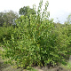 Morus alba 'Fruitless' 350-400 cm draadkluit meerstammig