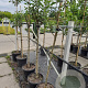 Malus d. 'Schone van Boskoop' 8-10 HA container